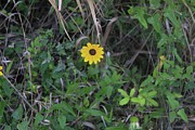 Sunny Sunflower Photograph by Dominiek Brown