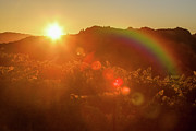 Sunrise Above The Vineyards Photograph by Garry Gay
