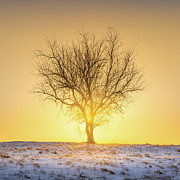 Sunrise Behind The Tree Cold Winter Morning Tupelo Mississippi Photograph by Jordan Hill