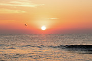 Sunrise Bird in Flight Photograph by Matthew DeGrushe Sunrise Bird in Flight Photograph by Matthew DeGrushe