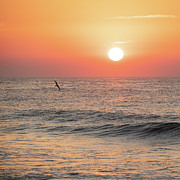 Sunrise Bird over the Ocean Photograph by Matthew DeGrushe