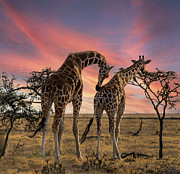 Sunrise Sweetness Photograph by Laura Hedien