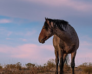 Sunset and Wild Horse 2 Photograph by Mary Hone