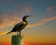 Sunset Cormorant Photograph by Cathy Kovarik Sunset Cormorant Photograph by Cathy Kovarik