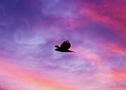 Sunset Flight Photograph by Matthew Adelman
