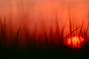 Sunset Grass Afterglow Photograph by Debra Banks