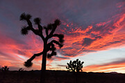 Sunset in Lost Horse Valley  Photograph by Mango Art