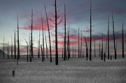 Sunset in the Cedar Swamp Photograph by Louis Dallara Sunset in the Cedar Swamp Photograph by Louis Dallara