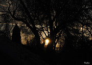 Sunset Pines Photograph by Vallee Johnson