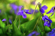 Sunset Violets 2 Photograph by Susan Warren