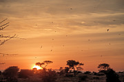 Sunset with Birds Tarangire Park Tanzania Photograph by Mary Lee Dereske