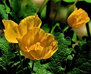 Sunshine Yellow Blooms Photograph by Linda Stern Sunshine Yellow Blooms Photograph by Linda Stern