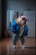 Sup Dawgg Bulldog Mixed Media by Jay Schankman Sup Dawgg Bulldog Mixed Media by Jay Schankman