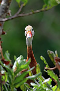 Surprised Whistling Duck Photograph by Jennifer Robin Surprised Whistling Duck Photograph by Jennifer Robin