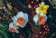 Surreal Daffodils  Photograph by Cate Franklyn