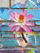 Surreal Lotus Flower Photograph by Cate Franklyn