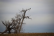 Surveying the Land  Photograph by Veronica Batterson