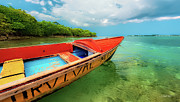Survival Photograph by Jim Carlen