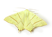 Swallotail moth Photograph by Warren Photographic Swallotail moth Photograph by Warren Photographic