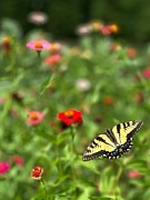 Swallowtail Butterfly in Garden Photograph by AList Art Gallery