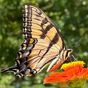 Swallowtail Butterfly on Zinnia Photograph by AList Art Gallery Swallowtail Butterfly on Zinnia Photograph by AList Art Gallery