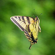 Swallowtail in Flight Photograph by Mark Mille Swallowtail in Flight Photograph by Mark Mille