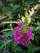 Swallowtail Photograph by Matthew Adelman Swallowtail Photograph by Matthew Adelman
