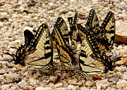 Swallowtail Roost Photograph by Kathi Isserman