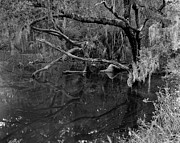 Swamp, Ft. George Island, Florida, 2004 Photograph by John Simmons Swamp, Ft. George Island, Florida, 2004 Photograph by John Simmons