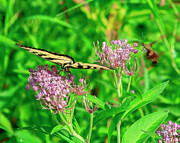 Swamp Milkweed with Eastern Tiger Swallowtail Butterfly and Hummingbird Moth DFL1003 Photograph by Gerry Gantt Swamp Milkweed with Eastern Tiger Swallowtail Butterfly and Hummingbird Moth DFL1003 Photograph by Gerry Gantt