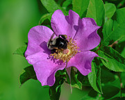 Swamp Rose and Bumble Bee DFL1379 Photograph by Gerry Gantt