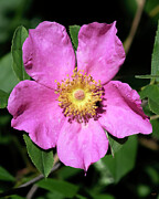 Swamp Rose DFL1476 Photograph by Gerry Gantt