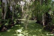 Swampy Creek Photograph by Dominiek Brown