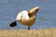 Swan Ballet Photograph by Yvonne M Smith Swan Ballet Photograph by Yvonne M Smith