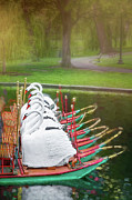 Swan Boats of Boston Public Garden  Photograph by Carol Japp