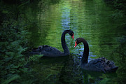 Swan Creek Digital Art by Melinda Hughes-Berland