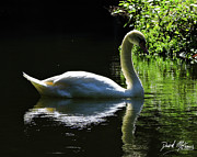 Swan Photograph by David McKinney Swan Photograph by David McKinney
