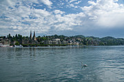 Swan on Lake Lucerne Photograph by Matthew DeGrushe Swan on Lake Lucerne Photograph by Matthew DeGrushe