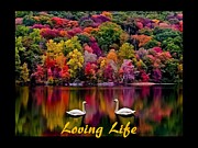 Swans Loving Life Photograph by Nancy Ayanna Wyatt