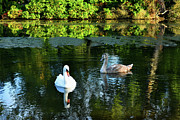 Swans on The Loch - Riccarton Estate Photograph by Yvonne Johnstone