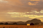 Swans over Skagit Valley Digital Art by Michael Lee Swans over Skagit Valley Digital Art by Michael Lee