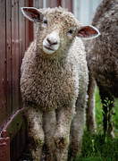 Sweet Leicester Longwool Lamb Photograph by Rachel Morrison