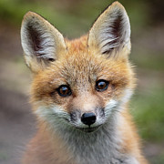 Sweet little fox Photograph by Rudy Viereckl Sweet little fox Photograph by Rudy Viereckl
