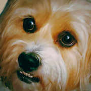 Sweet Nick Photograph by Cindy's Creative Corner Sweet Nick Photograph by Cindy's Creative Corner