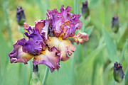 Sweet Things Blooming Photograph by Marilyn Cornwell Sweet Things Blooming Photograph by Marilyn Cornwell