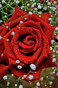 Sweet Valentine Photograph by Az Jackson Sweet Valentine Photograph by Az Jackson