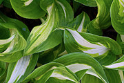 Swirling Furling Hostas Photograph by Kathi Mirto