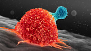 T cell attacking cancer cell, illustration Drawing by Thom Leach / Science Photo Library