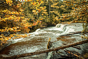 Golden Flow - Lower Falls, Tahquamenon River, Michigan Photograph by Brigitte Blanchette Thompson