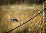 Take-off Photograph by Alyssa Tumale